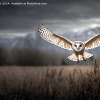 Buy canvas prints of Barn Owl in Flight by Tom McPherson