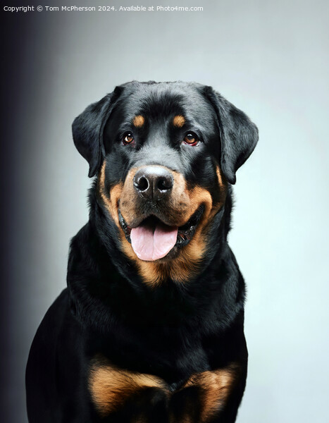 The Rottweiler  Picture Board by Tom McPherson