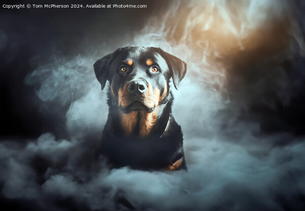The Rottweiler  Picture Board by Tom McPherson