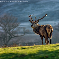 Buy canvas prints of Highland Stag by Tom McPherson