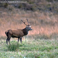 Buy canvas prints of Red Deer Stag by Tom McPherson
