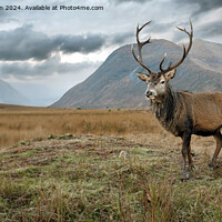 Buy canvas prints of Highland Stag by Tom McPherson