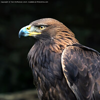 Buy canvas prints of Golden Eagle by Tom McPherson