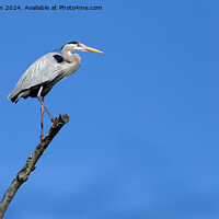 Buy canvas prints of Great Blue Heron by Tom McPherson