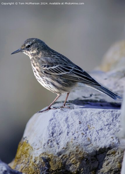 Rock pipit (Anthus petrosus) Picture Board by Tom McPherson