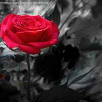 Buy canvas prints of Red Rose by Tom McPherson