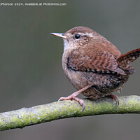 Buy canvas prints of Jenny Wren by Tom McPherson