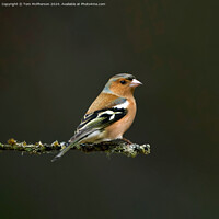 Buy canvas prints of Chaffinch by Tom McPherson
