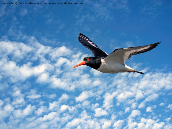 Oystercatcher in Flight Picture Board by Tom McPherson
