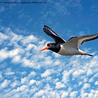 Buy canvas prints of Oystercatcher in Flight by Tom McPherson