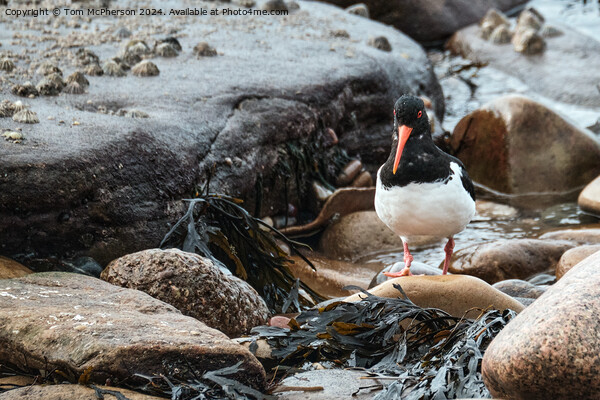 Oystercatcher Picture Board by Tom McPherson