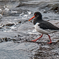 Buy canvas prints of Oystercatcher by Tom McPherson