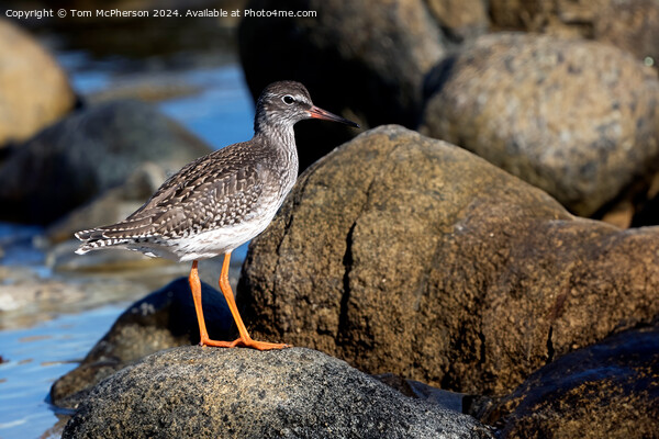 Redshank Picture Board by Tom McPherson