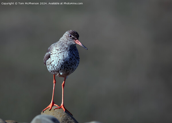 Redshank Picture Board by Tom McPherson