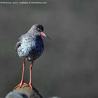 Buy canvas prints of Redshank by Tom McPherson