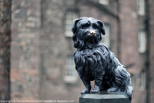 Greyfriars Bobby  Picture Board by Tom McPherson