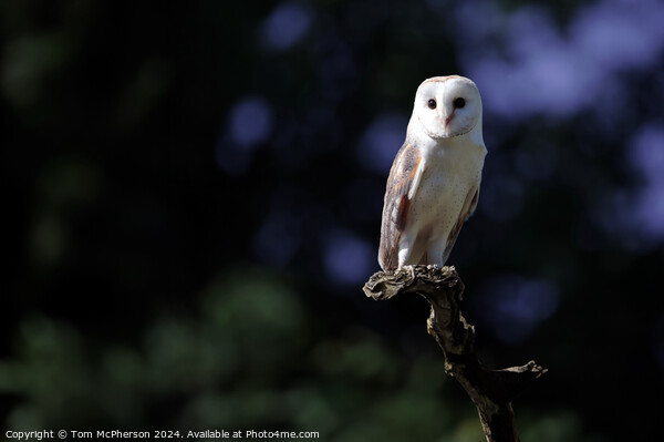 Barn Owl Picture Board by Tom McPherson
