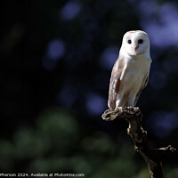 Buy canvas prints of Barn Owl by Tom McPherson