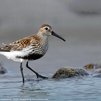 Buy canvas prints of Dunlin by Tom McPherson