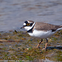 Buy canvas prints of Little Ringed Plover  by Tom McPherson