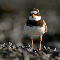 Buy canvas prints of Ringed Plover  by Tom McPherson