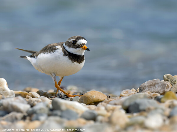 Little Ringed Plover  Picture Board by Tom McPherson