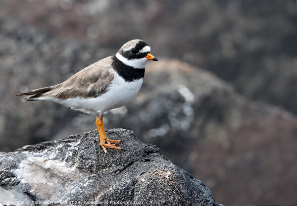Ringed Plover  Picture Board by Tom McPherson