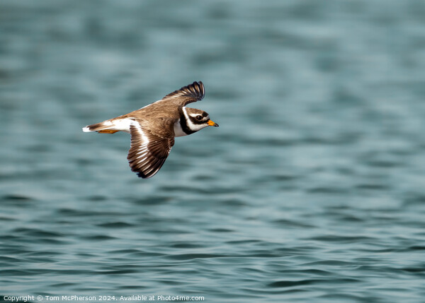 Ringed Plover  Picture Board by Tom McPherson