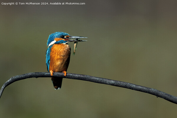 Kingfisher Picture Board by Tom McPherson