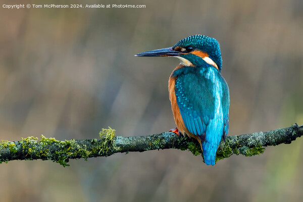 Kingfisher Picture Board by Tom McPherson