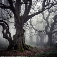Buy canvas prints of The Old Woods by Tom McPherson
