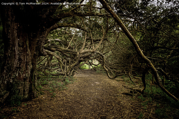 Ancient Yew Tree Grove, Kingley Vale, Sussex Picture Board by Tom McPherson