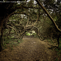 Buy canvas prints of Ancient Yew Tree Grove, Kingley Vale, Sussex by Tom McPherson