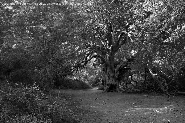 Ancient Yew Tree, Kingley Vale Picture Board by Tom McPherson