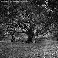 Buy canvas prints of Ancient Yew Tree, Kingley Vale by Tom McPherson