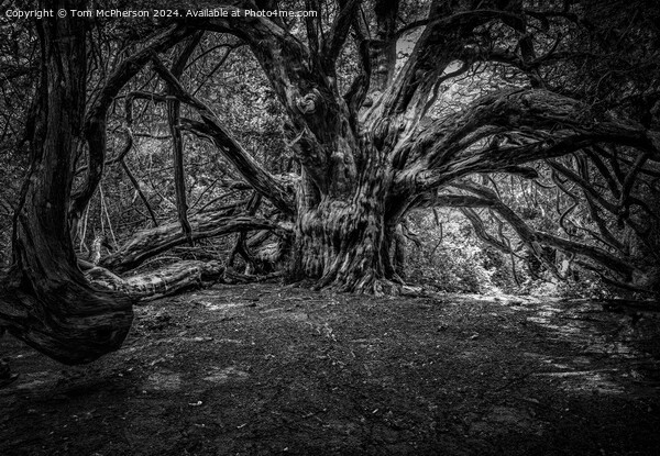 Grandfather Yew Tree, Kingley Vale, Sussex Picture Board by Tom McPherson
