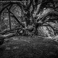 Buy canvas prints of Grandfather Yew Tree, Kingley Vale, Sussex by Tom McPherson