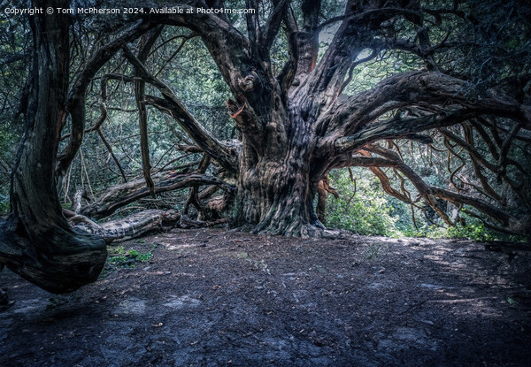 Ancient Yew Tree, Kingley Vale Picture Board by Tom McPherson
