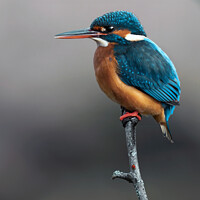 Buy canvas prints of The Kingfisher and the Ladybird by Tom McPherson
