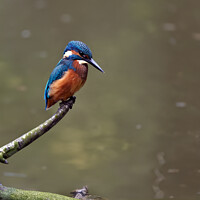 Buy canvas prints of Kingfisher by Tom McPherson
