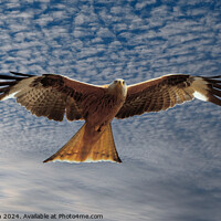 Buy canvas prints of Red Kite by Tom McPherson