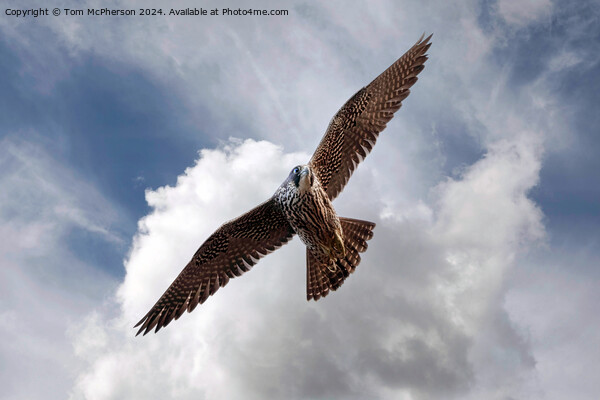 The Red Kite Picture Board by Tom McPherson