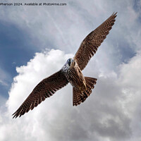 Buy canvas prints of The Red Kite by Tom McPherson