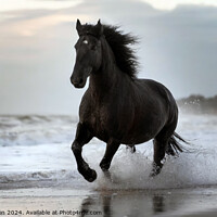 Buy canvas prints of Fresian Horse on Beach by Tom McPherson