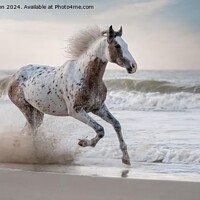 Buy canvas prints of The Appaloosa by Tom McPherson