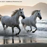 Buy canvas prints of The Andalusian horse by Tom McPherson