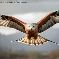 Buy canvas prints of Red Kite in Oils by Tom McPherson