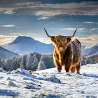 Buy canvas prints of The Highland Cow  by Tom McPherson