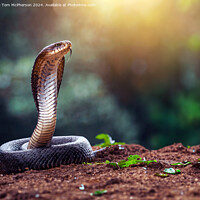Buy canvas prints of Indian cobra by Tom McPherson