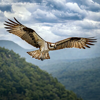 Buy canvas prints of Osprey in Flight by Tom McPherson